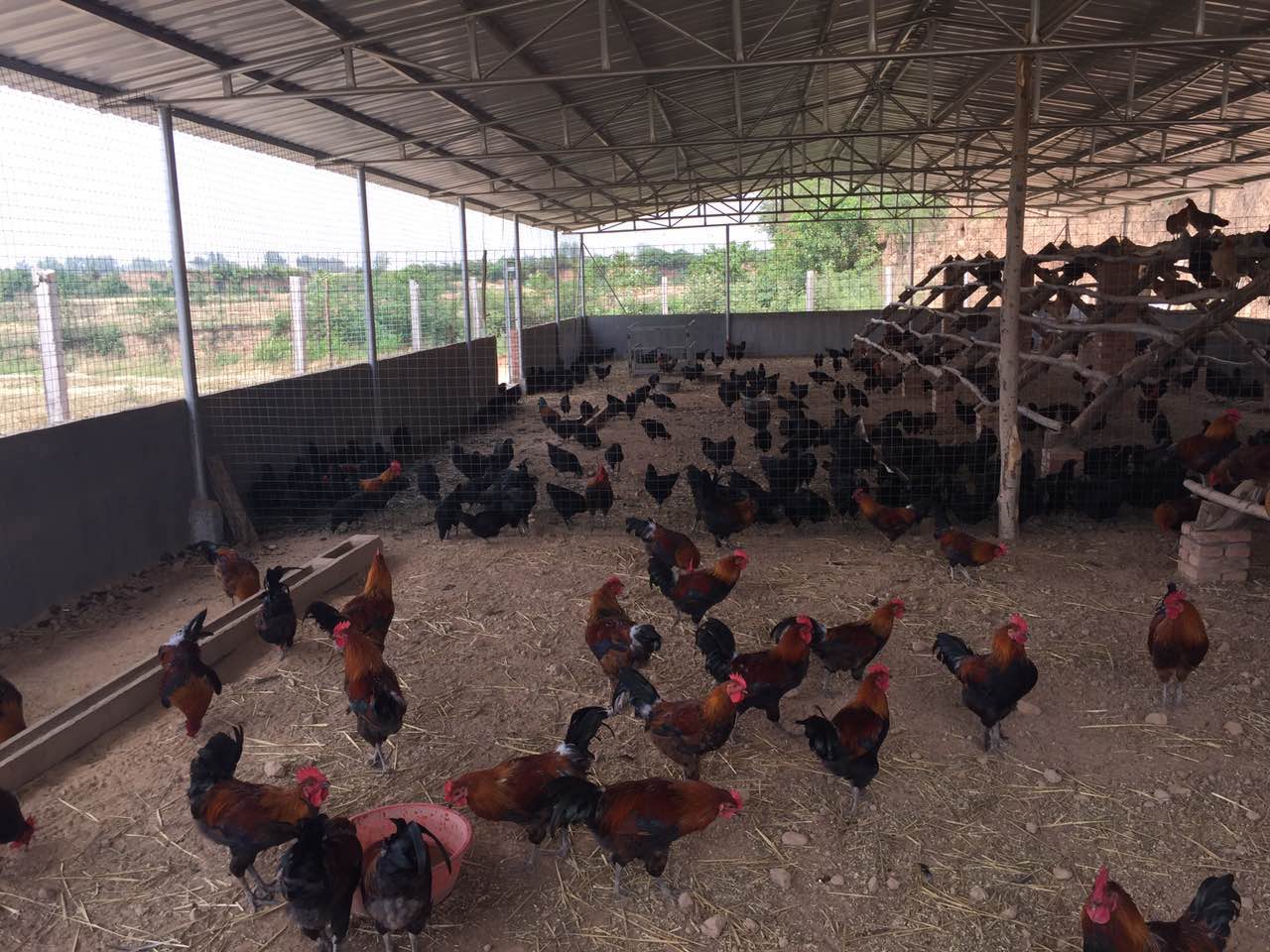 土鸡养殖杂谈之——浅说土鸡养殖
