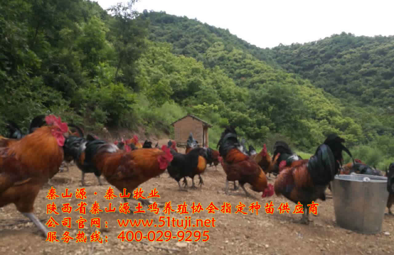 陕西土鸡每周“鸡情”